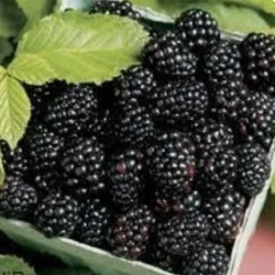 عکس 🍇تمشک 🍇
