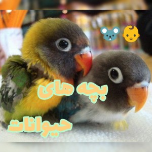 عکس (っ◔◡◔)っ ♥ بچه های حیوانات ♥