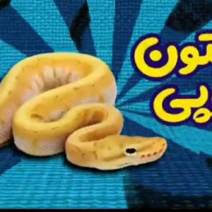 عکس پایتون توپی چیست ؟