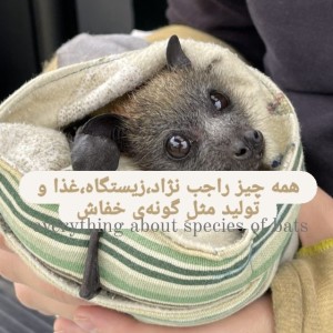 عکس همه چیز راجب گونه‌ی خفاش
