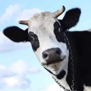 عکس میم طنز1