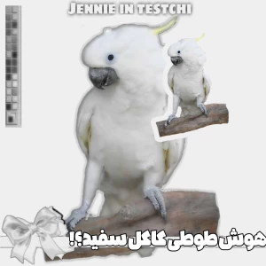 عکس هوش طوطی کاکل سفید