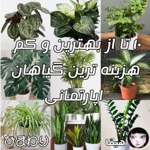 عکس ۱۰ تا از بهترین و کم هزینه ترین گیاهان اپارتمانی