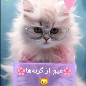 عکس میم گربه‌ای، میو!🐱