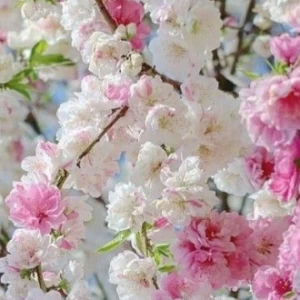 عکس شعر های خودم ساز