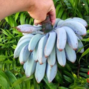 عکس موز آبی چیست و شناخت با آن