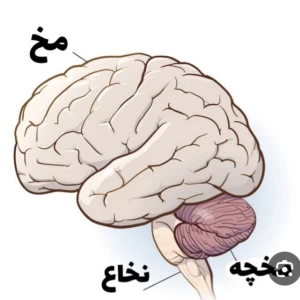 عکس مغز چیست؟