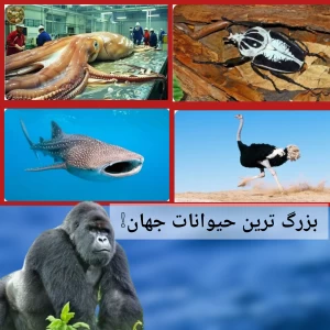 عکس بزرگ ترین حیوانات جهان ۲