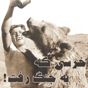 عکس خرسی که به جنگ رفت!