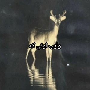 عکس وایب اونی که...