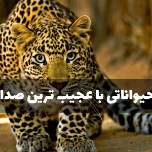 عکس حیواناتی با عجیب ترین صدا