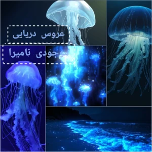 عکس عروس دریایی موجودی نامیرا