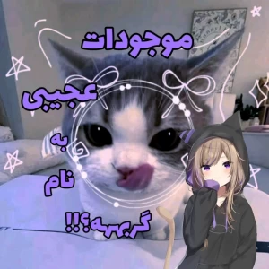 عکس کارهای عجیب گربه ها!مامانتو راضی کن گربه بخره!