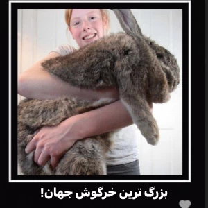 عکس بزرگترین خرگوش‌جهان!