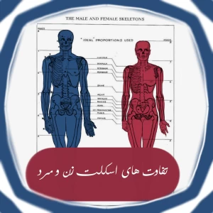 عکس تفاوت‌های اسکلت زن و مرد