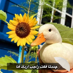 عکس فکت از اردک ها