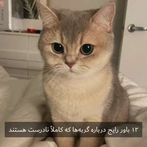 عکس ۱۲ باور رایج درباره گربه‌ها که کاملاً نادرست هستند