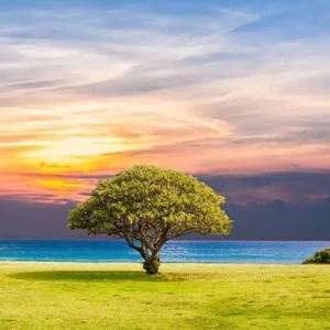 عکس هر حیوان دنیا رو چجوری میبینه؟