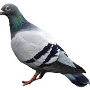 عکس کبوتر