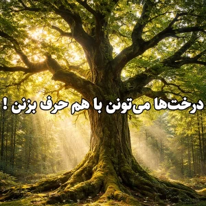 عکس درخت‌ها می‌تونن با هم حرف بزنن !