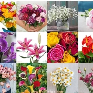 عکس معرفی انواع گل ها