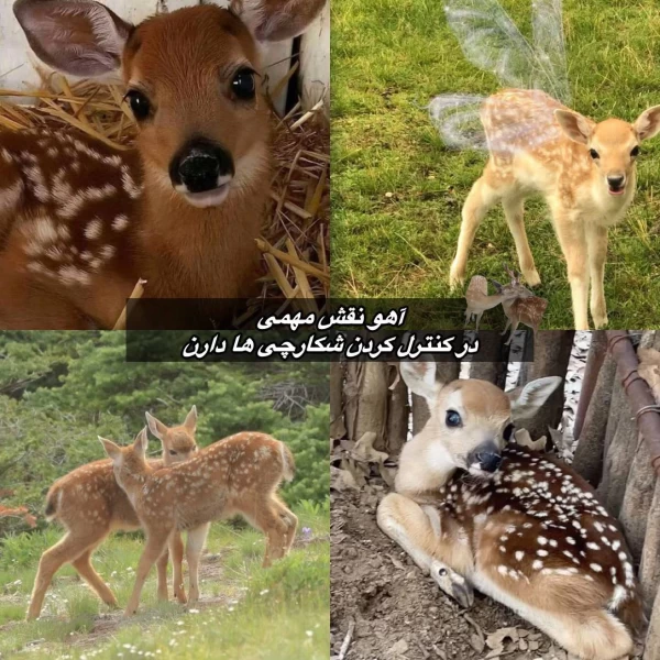 عکس