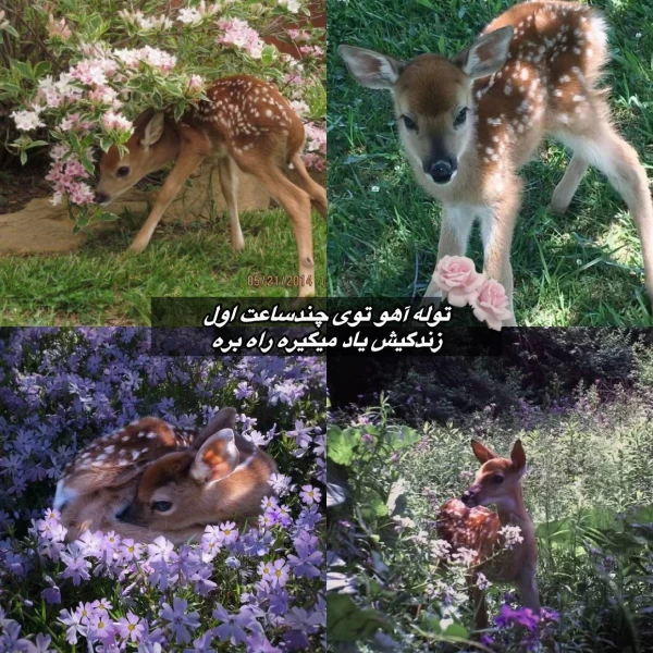 عکس